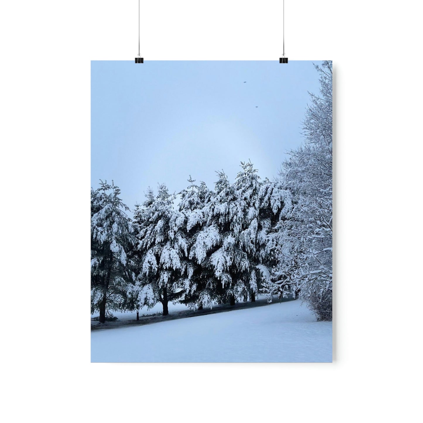 Snowy Pines Poster