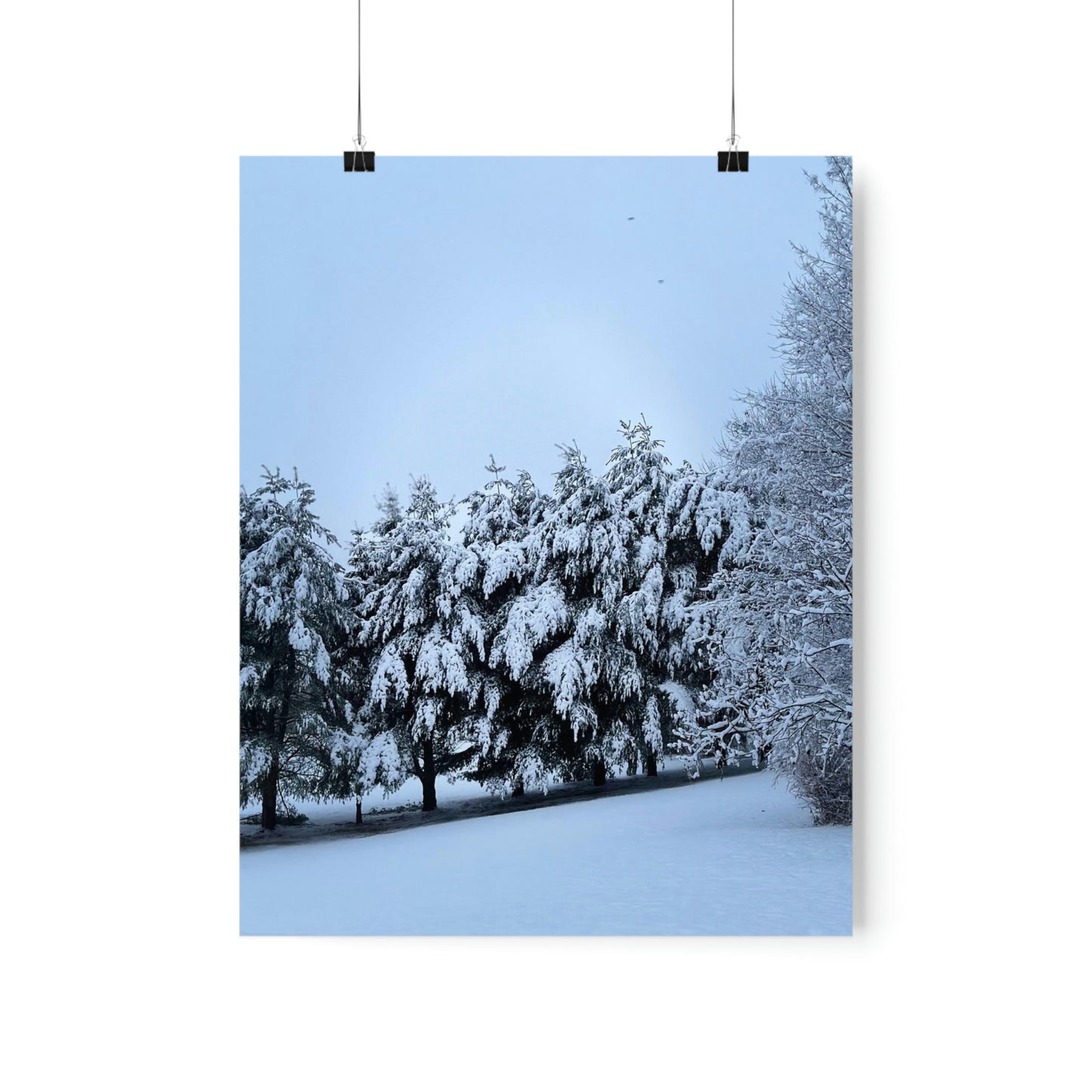 Snowy Pines Poster