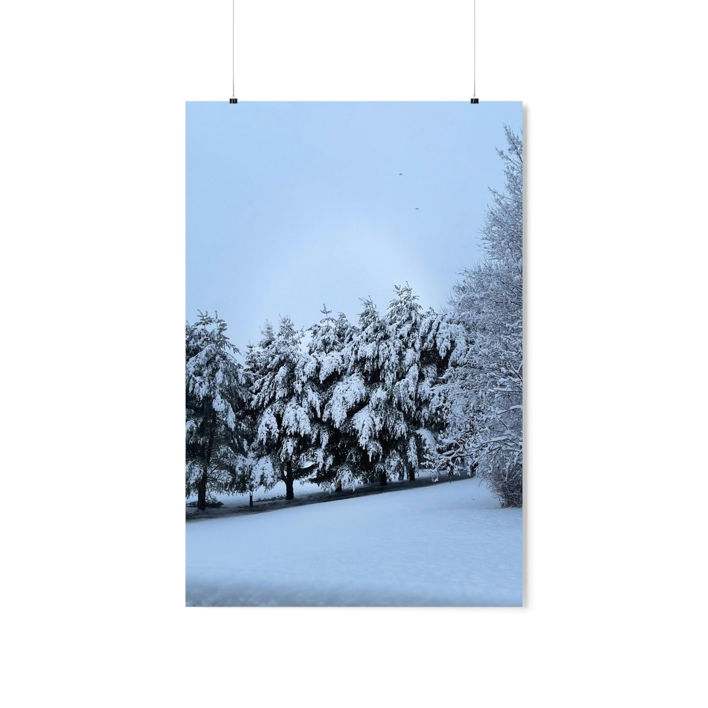 Snowy Pines Poster